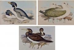 John Gould Three Gould Hand colored Lithographs from Birds of Australia and New Zealand - 2701194
