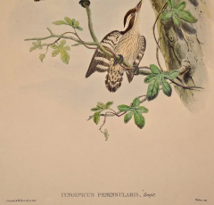 John Gould Travancore Peninsularis Woodpeckers A 19th C Gould Hand colored Lithograph - 2744985