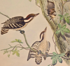John Gould Travancore Peninsularis Woodpeckers A 19th C Gould Hand colored Lithograph - 2744998