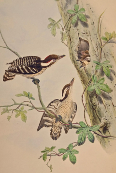 John Gould Travancore Peninsularis Woodpeckers A 19th C Gould Hand colored Lithograph - 2745102