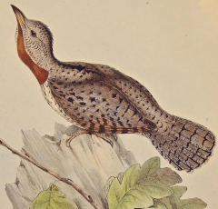 John Gould Yunx indica Indian Wryneck Birds 19th C Gould Hand colored Lithograph - 2739049