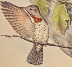 John Gould Yunx indica Indian Wryneck Birds 19th C Gould Hand colored Lithograph - 2739050