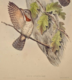 John Gould Yunx indica Indian Wryneck Birds 19th C Gould Hand colored Lithograph - 2739051