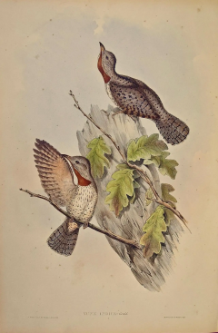 John Gould Yunx indica Indian Wryneck Birds 19th C Gould Hand colored Lithograph - 2739054