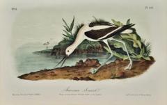 John James Audubon American Avocet An 19th Century Audubon Hand colored Bird Lithograph - 3396415