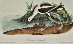 John James Audubon American Avocet An 19th Century Audubon Hand colored Bird Lithograph - 3396417