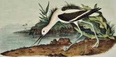 John James Audubon American Avocet An 19th Century Audubon Hand colored Bird Lithograph - 3396420
