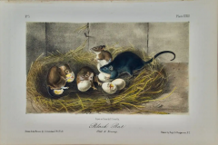 John James Audubon Black Rat Old Young A 1st Octavo Edition Audubon Hand colored Lithograph - 2671369