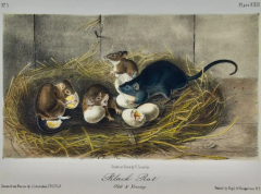 John James Audubon Black Rat Old Young A 1st Octavo Edition Audubon Hand colored Lithograph - 2671390