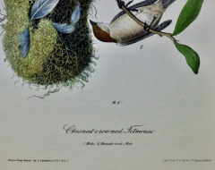 John James Audubon Chesnut crowned Titmous A First Octavo Edition Audubon Hand colored Lithograph - 2671203