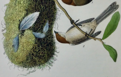 John James Audubon Chesnut crowned Titmous A First Octavo Edition Audubon Hand colored Lithograph - 2671210