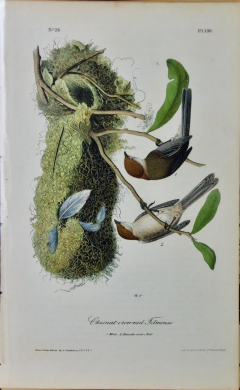 John James Audubon Chesnut crowned Titmous A First Octavo Edition Audubon Hand colored Lithograph - 2671230