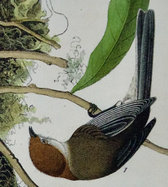 John James Audubon Chesnut crowned Titmous A First Octavo Edition Audubon Hand colored Lithograph - 2671231