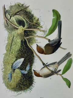 John James Audubon Chesnut crowned Titmous A First Octavo Edition Audubon Hand colored Lithograph - 2671235