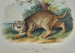 John James Audubon Common American Wild cat A 1st Octavo Edition Audubon Hand colored Lithograph - 2671377