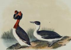 John James Audubon Horned Grebe An Original 19th C Audubon Hand colored Bird Lithograph - 3396390