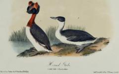 John James Audubon Horned Grebe An Original 19th C Audubon Hand colored Bird Lithograph - 3396391