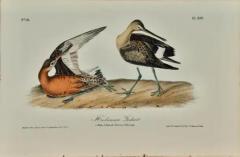 John James Audubon Hudsonian Godwit 19th C 1st Octavo Edition Audubon Hand colored Bird Lithograph - 3396409