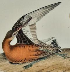John James Audubon Hudsonian Godwit 19th C 1st Octavo Edition Audubon Hand colored Bird Lithograph - 3396422
