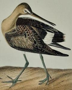 John James Audubon Hudsonian Godwit 19th C 1st Octavo Edition Audubon Hand colored Bird Lithograph - 3396424