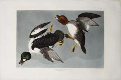 John James Audubon JOHN JAMES AUDUBON 1785 1851 PLATE CCCXLII GOLDEN EYE DUCK - 3310473