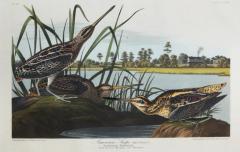 John James Audubon JOHN JAMES AUDUBON 1785 1851 PLATE CCXLIII AMERICAN SNIPE - 2803030