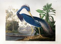 John James Audubon JOHN JAMES AUDUBON 1785 1851 PLATE CCXVII LOUISIANA HERON - 3312913