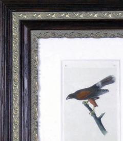 John James Audubon John James Audubon Harriss Buzzard 1856 - 1554060