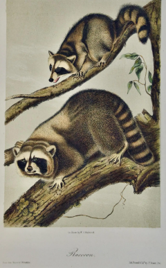 John James Audubon John James Audubon Raccoon An Original 19th Century Audubon - 2671179