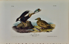 John James Audubon King Duck An Original First Octavo Edition Audubon Hand colored Lithograph - 2671751