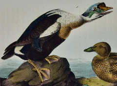 John James Audubon King Duck An Original First Octavo Edition Audubon Hand colored Lithograph - 2671757