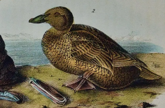 John James Audubon King Duck An Original First Octavo Edition Audubon Hand colored Lithograph - 2671767