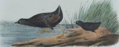 John James Audubon Least Water Rail An Original 19th C Audubon Hand colored Bird Lithograph - 3396354