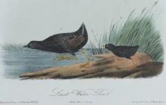 John James Audubon Least Water Rail An Original 19th C Audubon Hand colored Bird Lithograph - 3396357