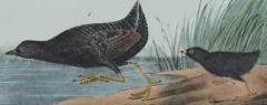 John James Audubon Least Water Rail An Original 19th C Audubon Hand colored Bird Lithograph - 3396359