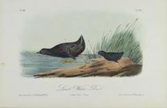 John James Audubon Least Water Rail An Original 19th C Audubon Hand colored Bird Lithograph - 3396361