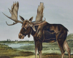 John James Audubon Moose Deer an Original 19th C Audubon Hand colored Quadruped Lithograph - 2671399