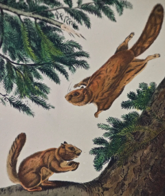 John James Audubon Original Audubon Hand Colored Lithograph of Flying Squirrels - 2675831