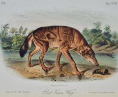 John James Audubon Red Texan Wolf an Original 19th C Audubon Hand colored Quadruped Lithograph - 2671387