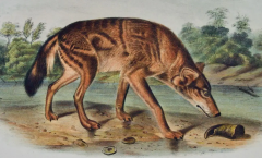 John James Audubon Red Texan Wolf an Original 19th C Audubon Hand colored Quadruped Lithograph - 2671388