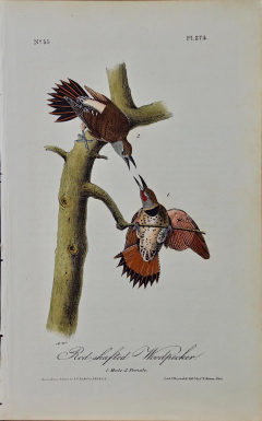 John James Audubon Red shafted Woodpecker A First Octavo Edition Audubon Hand colored Lithograph - 2671239