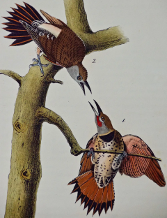 John James Audubon Red shafted Woodpecker A First Octavo Edition Audubon Hand colored Lithograph - 2671243