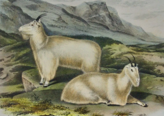 John James Audubon Rocky Mountain Goat An Original Audubon 19th Century Hand colored Lithograph - 2671395