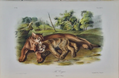 John James Audubon The Cougar Female and Young Original Audubon Hand colored Lithograph - 2671374