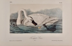 John James Audubon Trumpeter Swan Adult An Original Audubon Hand colored Bird Lithograph - 2936299