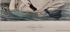 John James Audubon Trumpeter Swan Adult An Original Audubon Hand colored Bird Lithograph - 2936305