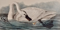 John James Audubon Trumpeter Swan Adult An Original Audubon Hand colored Bird Lithograph - 2936312