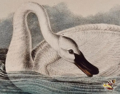 John James Audubon Trumpeter Swan Adult An Original Audubon Hand colored Bird Lithograph - 2936345