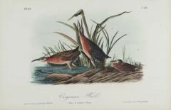 John James Audubon Virginian Rail An Original 19th C Audubon Hand colored Bird Lithograph - 3396365