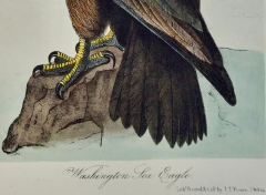 John James Audubon Washington Sea Eagle An Original Audubon Hand colored Lithograph - 2671763